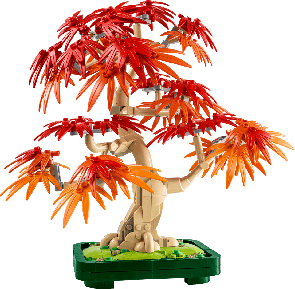 10348 Japanese Red Maple Bonsai Tree