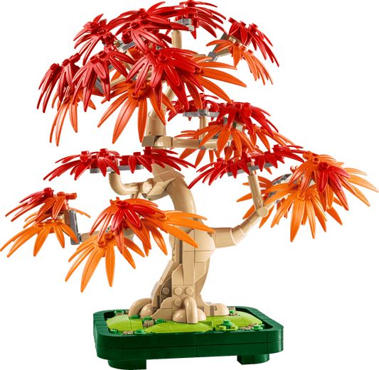 10348 Japanese Red Maple Bonsai Tree