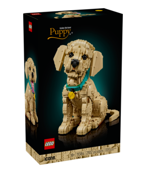 11384 Golden Retriever Puppy V39